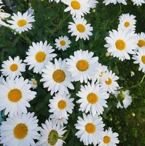 Meet your Posher, Nia